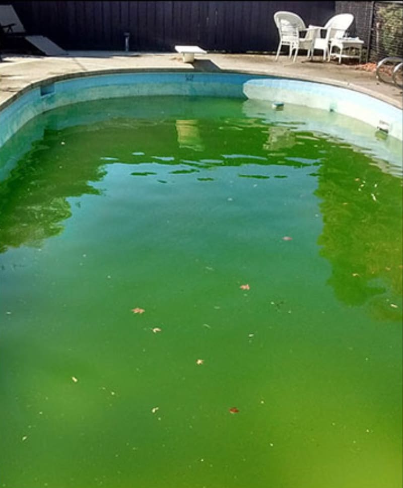 Before Green Pool Cleaning