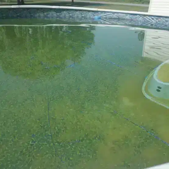 Mustard Algae In Pool 554x554