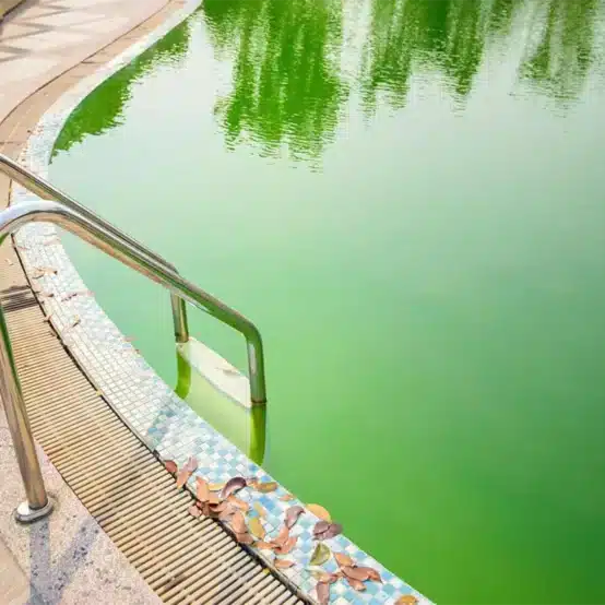 Pool Algae Faq 554x554